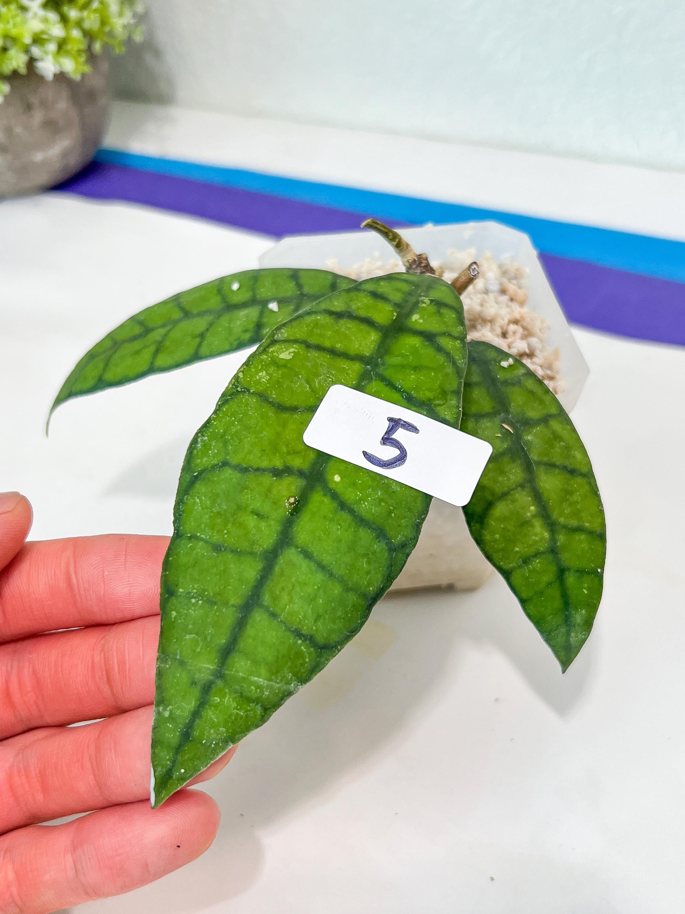 Hoya Callistophylla Short Leaves (#LB5~6) | Rare Imported Hoyas | 2.5