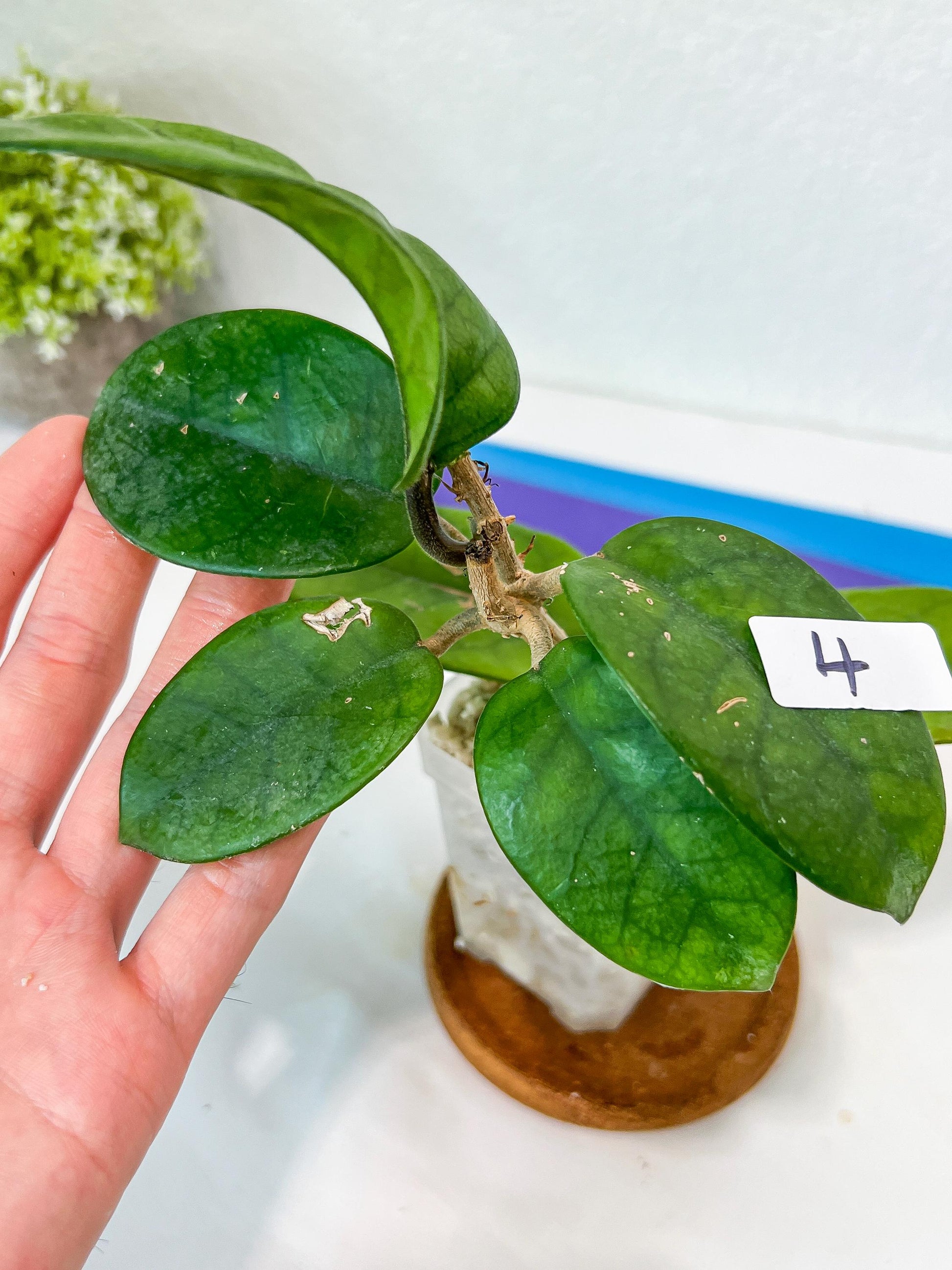 Hoya Motoskei (#LC3~5) | Rare Imported Hoyas | 2.5" Planter Included