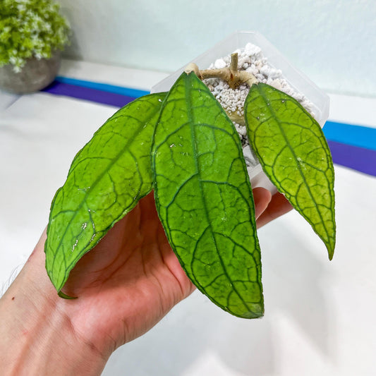 Hoya Finlaysonii Sukirin (#LD) | Rare Imported Hoyas | 2.5" pot Included