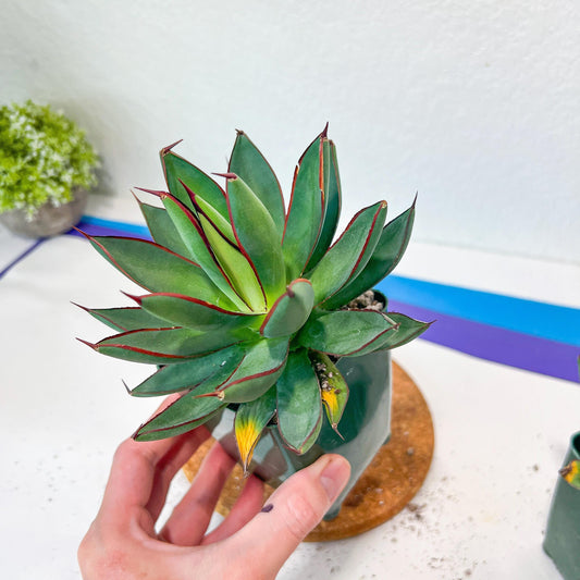 Agave Blue Glow | Imported Rare Agave | 4" Planter