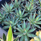 Agave Blue Glow (M54) | Imported Rare Agave | 4" Planter