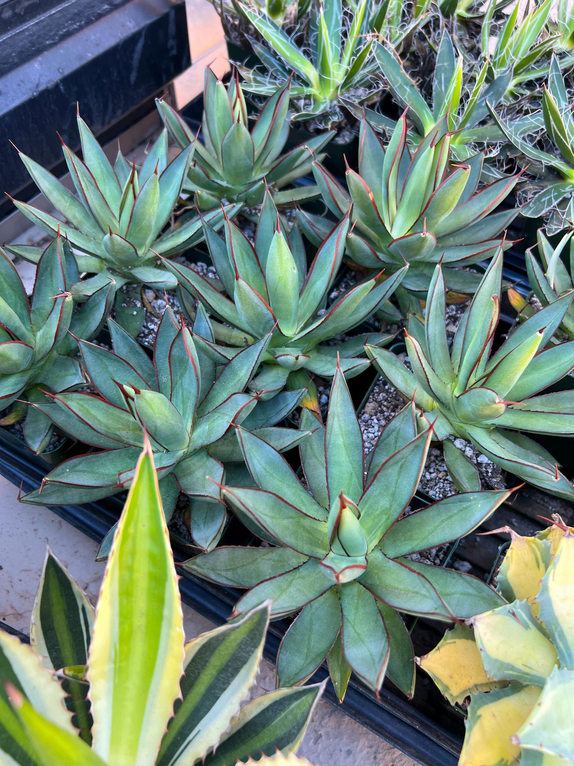 Agave Blue Glow (M54) | Imported Rare Agave | 4" Planter