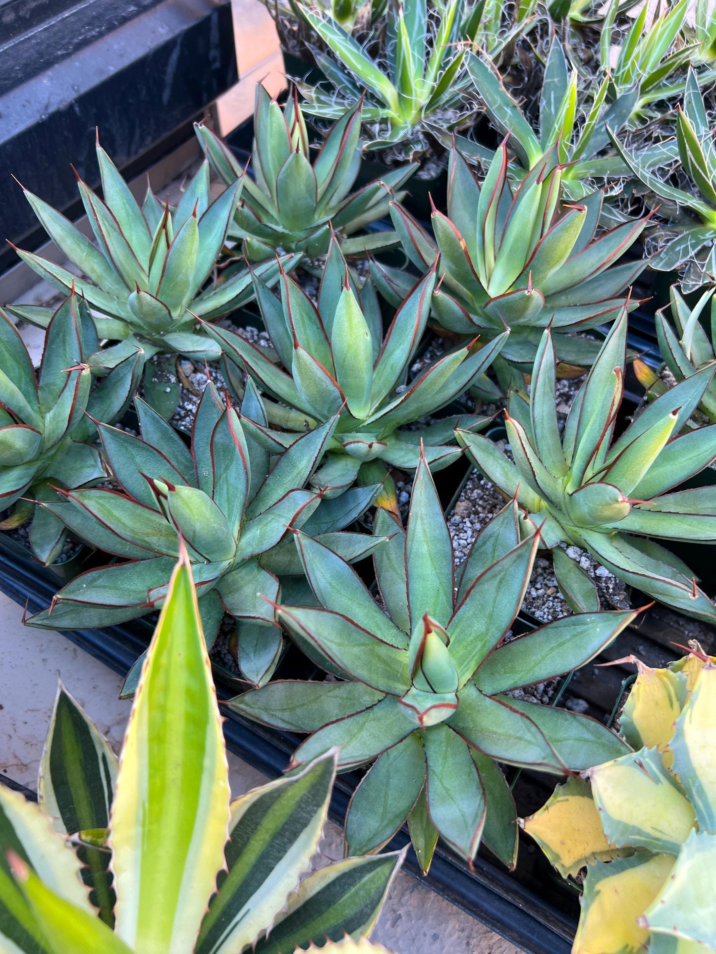 Agave Blue Glow | Imported Rare Agave | 4" Planter