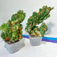 Cereus Forbesii Monstrose Variegated | Rare Imported Cactus | Variegated Cactus