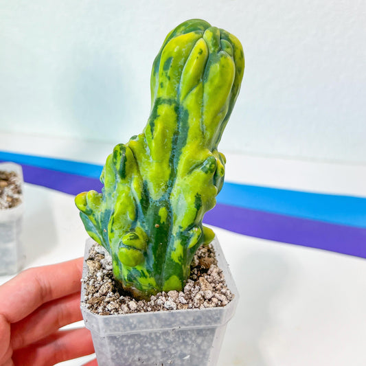 Myrtillocactus Geometrizans Fred variegated (M1) | Rare Cactus | Very Rare Import