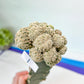 Grafted Aselliformiss Cluster (#M4) | Imported | Rare Plants