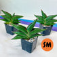 Sansevieria Sawasdee (#AC21) | Imported Snake plants