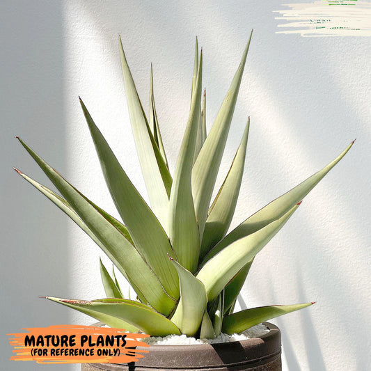 Sansevieria Lanta (#AC25) | Imported Plants | Rare Hybrid Species