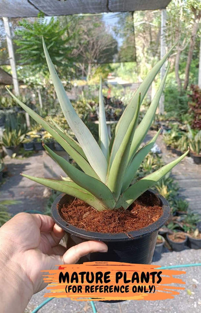 Sansevieria Lanta XL (#C6) | Imported Plants | Rare Hybrid Species