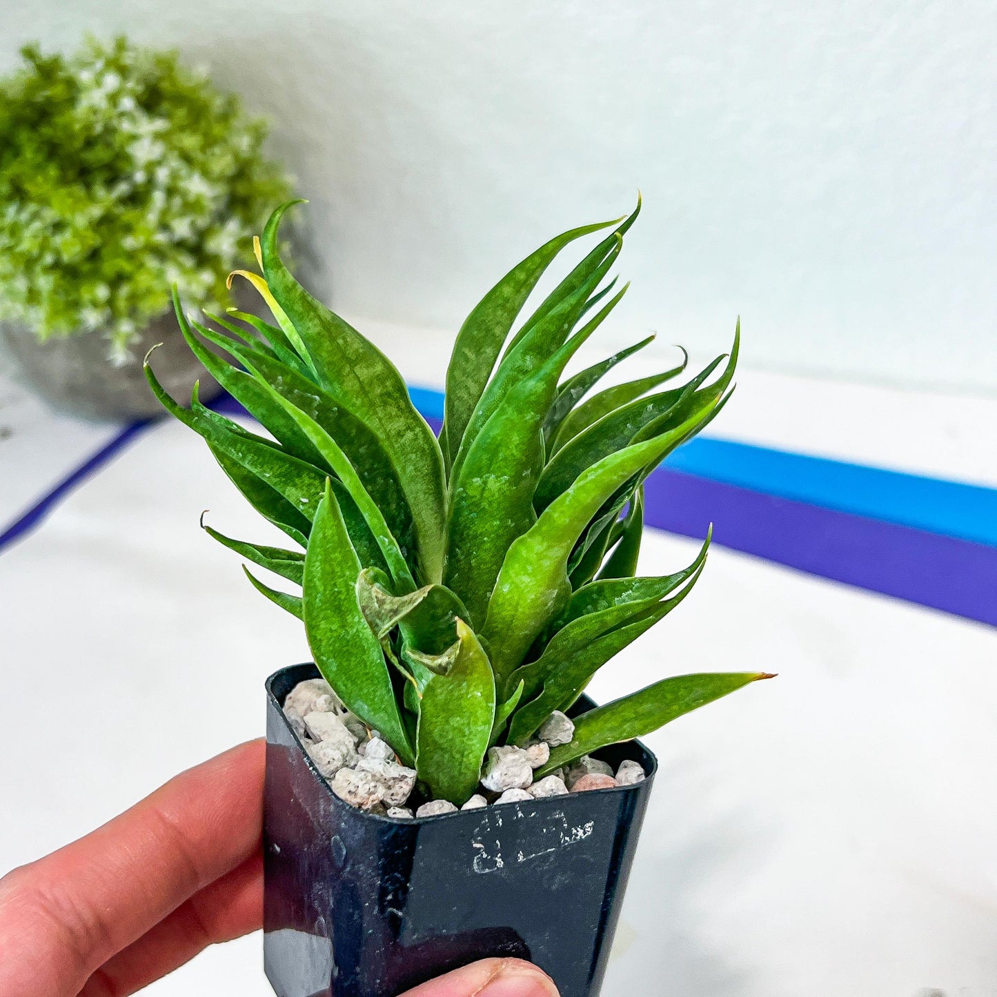 Sansevieria Sunflower (#AC9) | Imported Indoor Snake Plant | 2" Planter