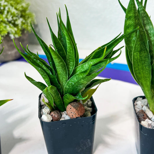 Sansevieria Sunflower (#AC9) | Imported Indoor Snake Plant | 2" Planter