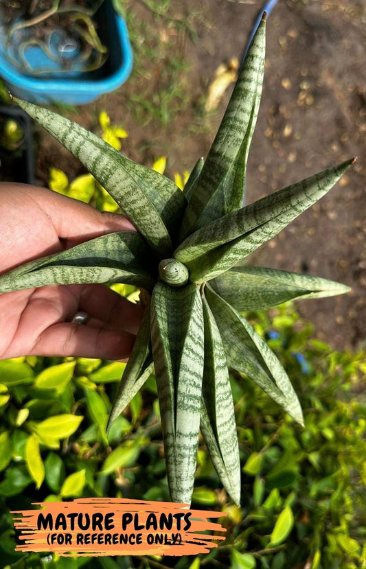 Sansevieria Fighter/Ch17023 (#AC12) | Imported Indoor Snake Plant | 2" Planter