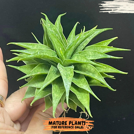 Sansevieria Sunflower (#AC9) | Imported Indoor Snake Plant | 2" Planter