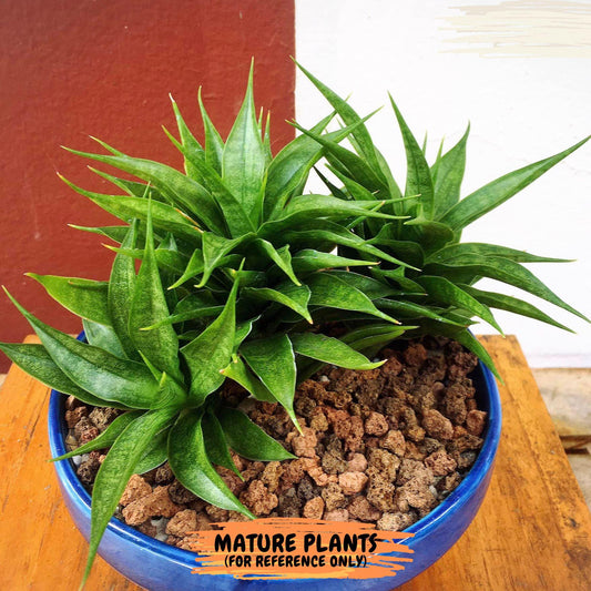 Sansevieria Sunflower (#AC1) | Imported Plants | Rare Hybrid Species