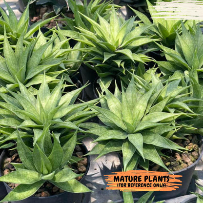 Sansevieria Sunflower (#AC1) | Imported Plants | Rare Hybrid Species