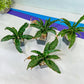 Sansevieria Nalika (#H14) | Rare Imported | 2" Planter