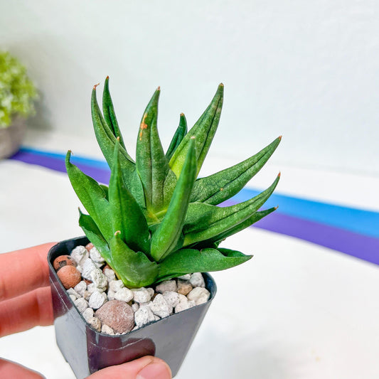 Sansevieria Godzilla (#AC29) | Very Rare and Limited amount | 2" Planter