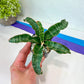 Sansevieria Nalika (#H14) | Rare Imported | 2" Planter