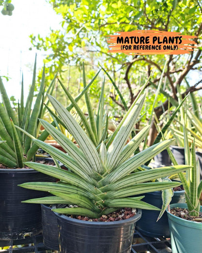 Sansevieria Iceman (#RA16) | Explore the World of Unusual Plants | 2" Pots