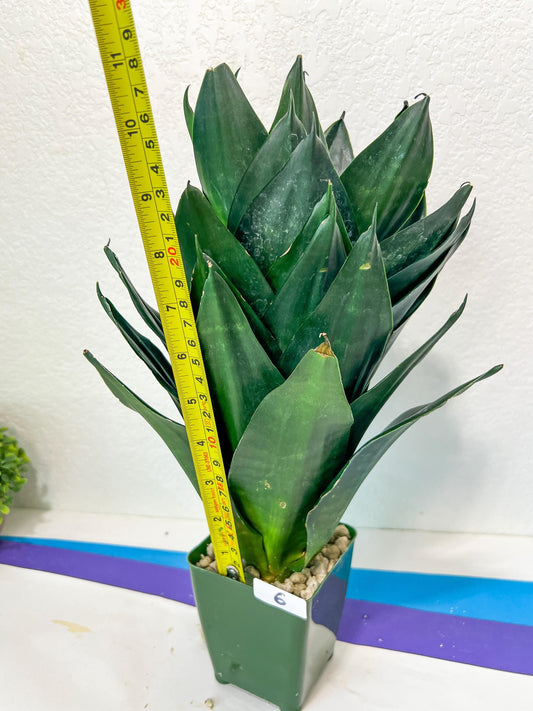 Sansevieria Hahnii Emerald (#RA6~7) | Rare Limited Amount | Giant