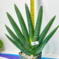 Sansevieria Boncel Devil | Boncel Black (#R34) | Very Rare Imported | limited