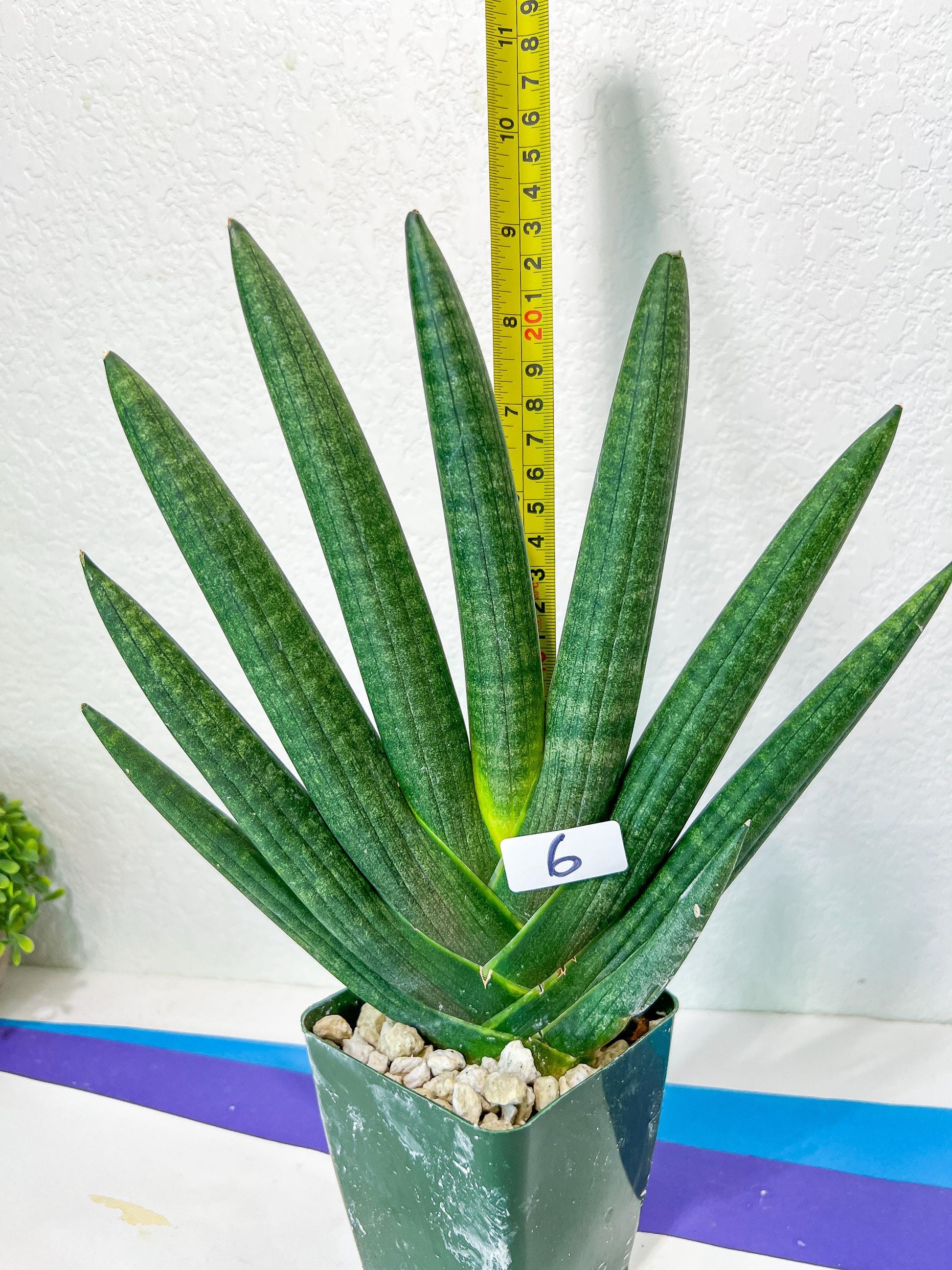 Sansevieria Boncel Devil | Boncel Black (#R34) | Very Rare Imported | limited