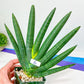 Sansevieria Boncel Devil | Boncel Black (#R34) | Very Rare Imported | limited