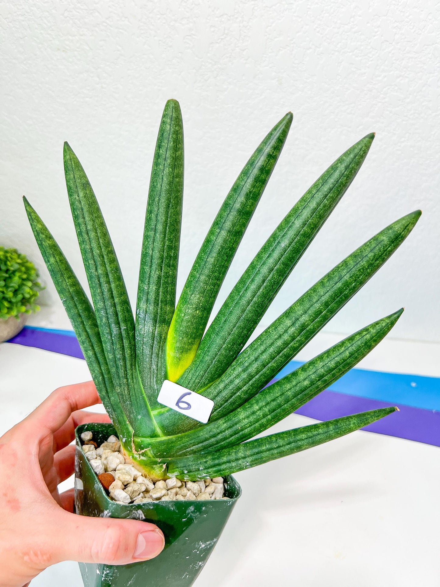 Sansevieria Boncel Devil | Boncel Black (#R34) | Very Rare Imported | limited