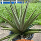 Sansevieria Astrea (#RA1~3) | Rare Limited Amount | Very Rare