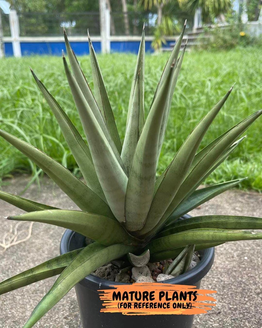 Sansevieria Astrea (#RA1~3) | Rare Limited Amount | Very Rare