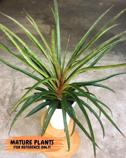 Sansevieria Hanabi (PH25) | Imported Snake Plant | Limited Amount