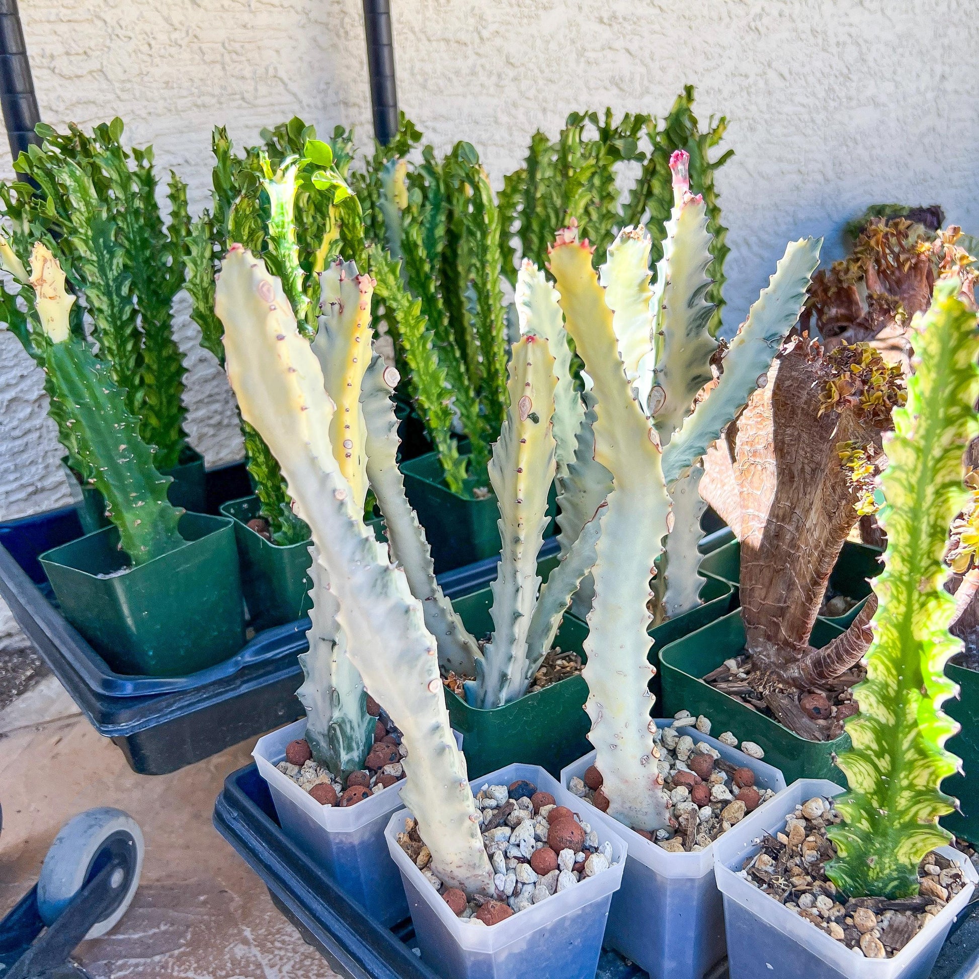 Ghost cactus (#M4) | White variegated Euphorb lactea | Indoor Plants