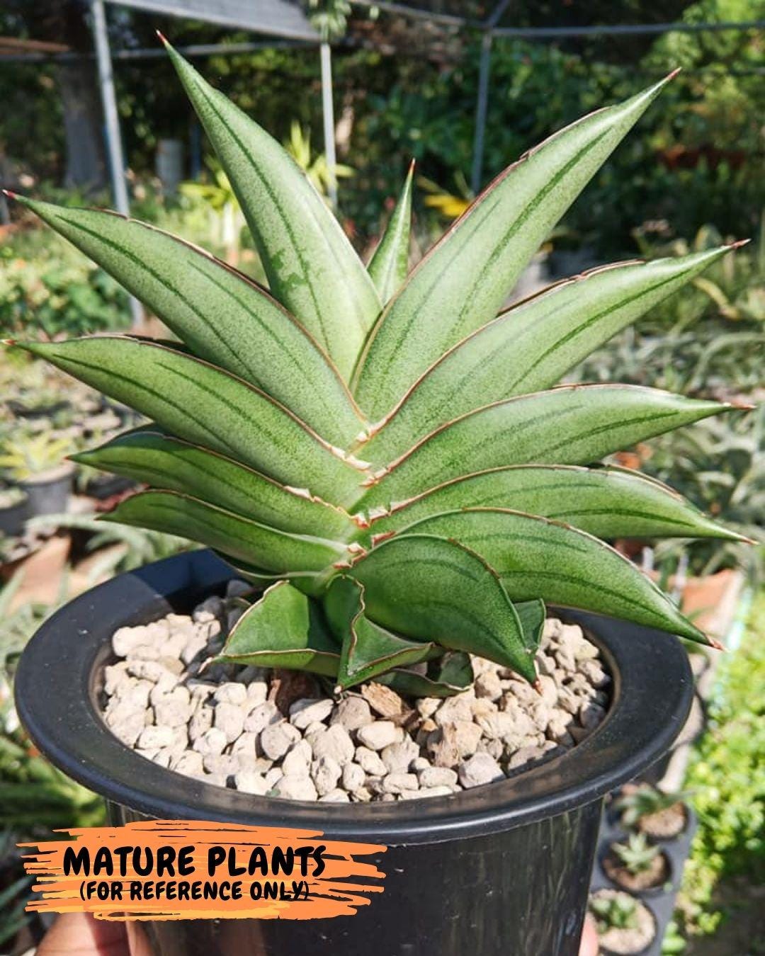 Sansevieria Emerald Wing (#AC45) | Rare and Limited Amount | 2" Planter