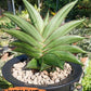 Sansevieria Emerald Wing (#2) | Imported Plants | Rare Hybrid Species