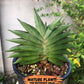 Sansevieria Emerald Wing (#AC45) | Rare and Limited Amount | 2" Planter