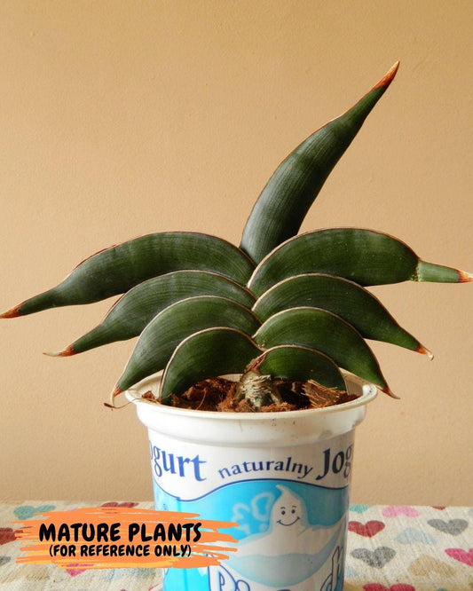 Sansevieria Rorida (#PH17) | Imported Indoor Snake Plant | 2" Planter