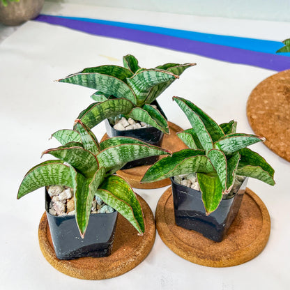 Sansevieria Phanphet (#AC) | Imported Indoor Snake Plant | 2" Planter