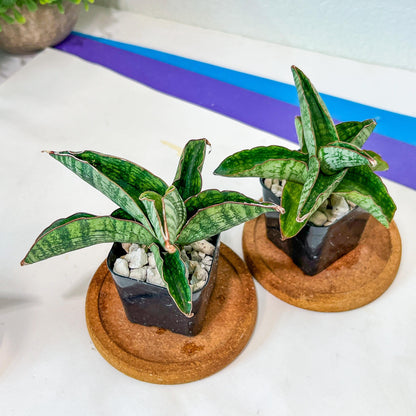 Sansevieria Phanphet (#AC) | Imported Indoor Snake Plant | 2" Planter