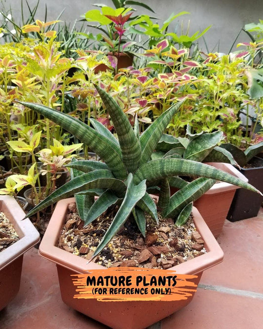 Sansevieria Phanphet (#AC) | Imported Indoor Snake Plant | 2" Planter