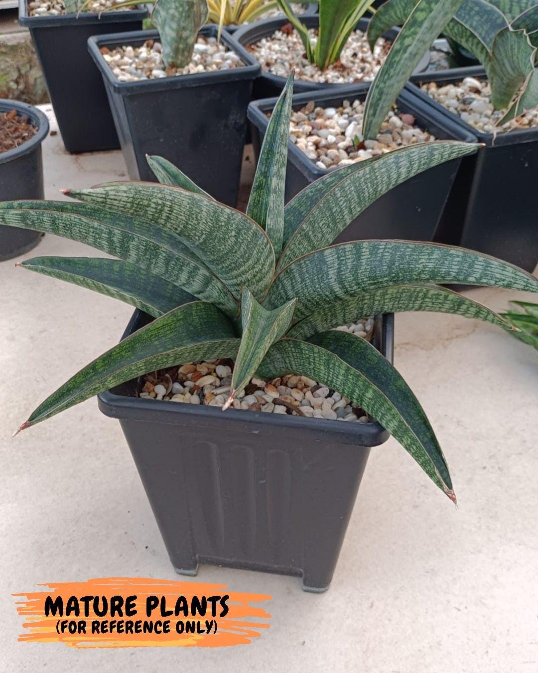 Sansevieria Phanphet (y) | Imported Indoor Snake Plant