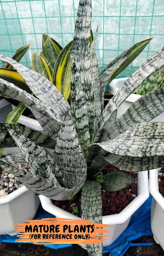 Sansevieria Hybrid Everest (#RA28) | Imported Indoor Snake Plant | 2" Planter