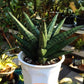 Sansevieria Penguin (#AC5) | Imported Hybrids | 2" Pots