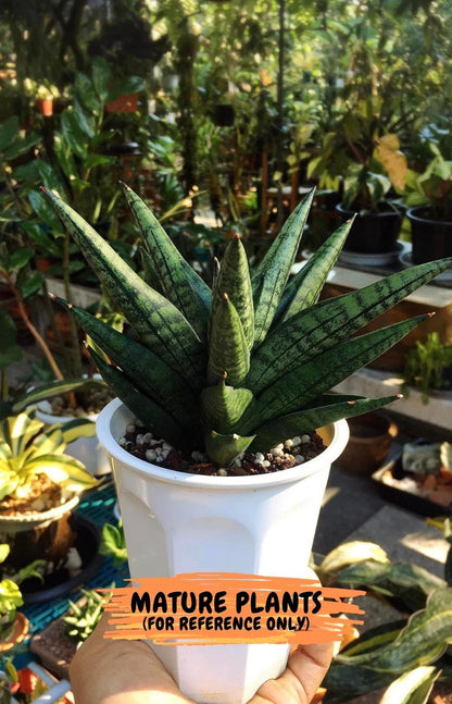 Sansevieria Penguin (#AC47) | Imported Hybrids