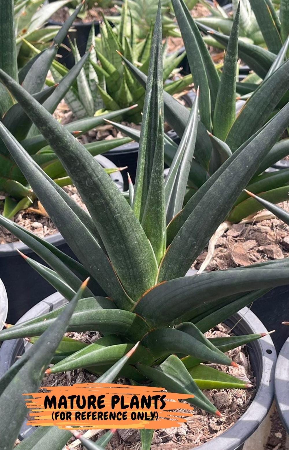 Sansevieria Boo (Ca1) (7) | Imported Plant