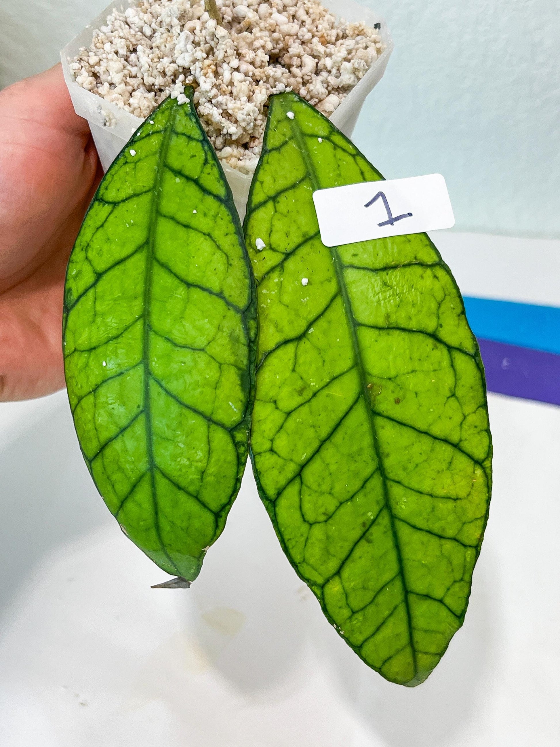 Hoya Callistophylla sp. Kalimantan UT-158 (#LA1~3) | Rare Imported Hoyas | 2.5" pot Included