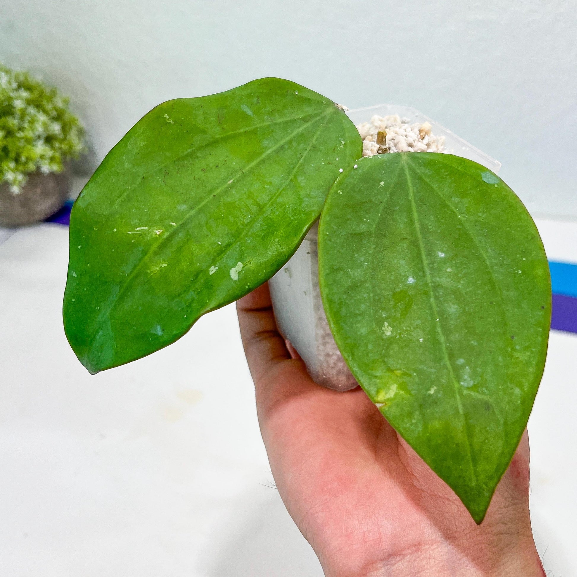 Hoya sp. Ko Chang Island (#LH8~9) | Rare Imported Hoyas | 2.5" pot Included