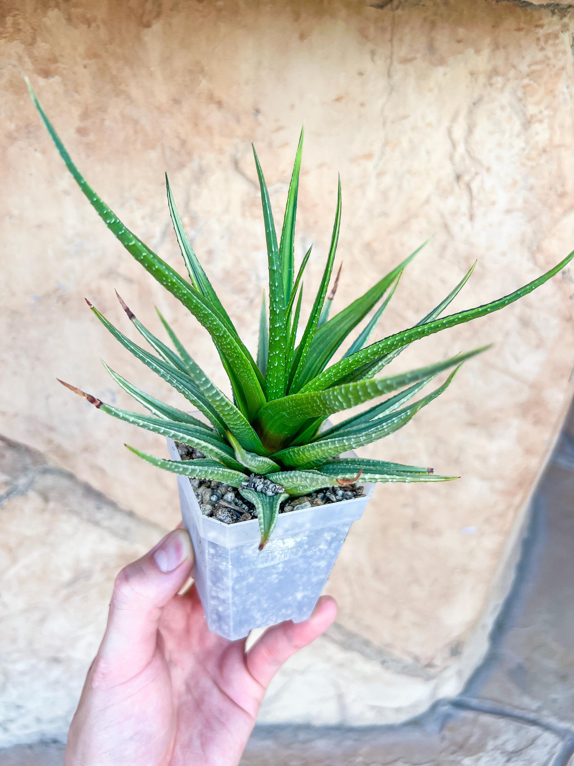 Haworthia Aura (#HZ7) | Impored Haworthia | Rare Haworthia | Rare Succulant