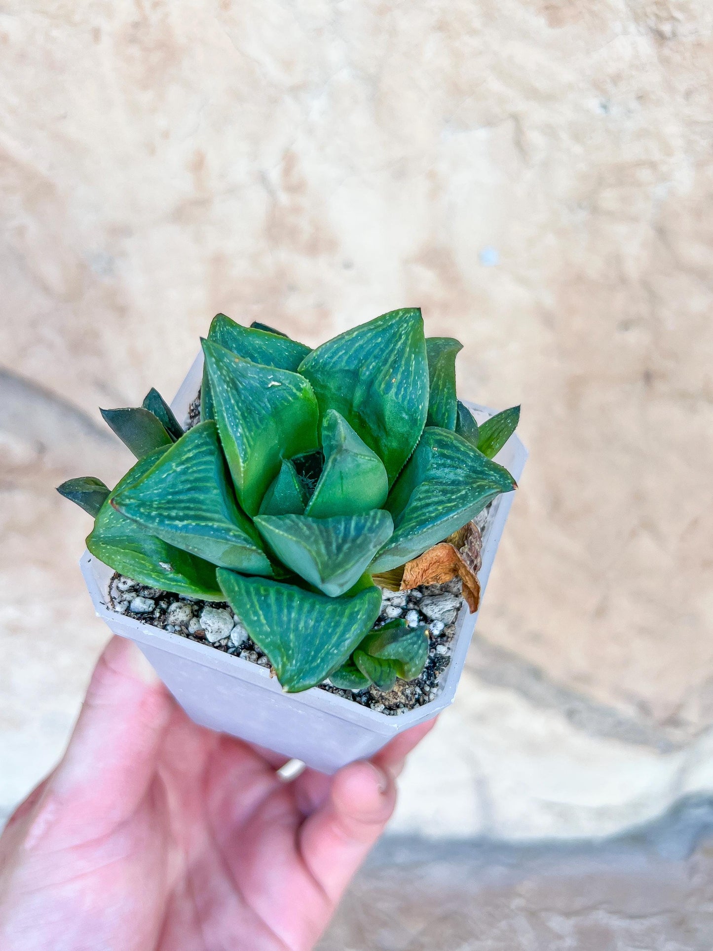 Haworthia Stabilo (#HZ3) | Impored Haworthia | Rare Haworthia | Rare Succulant