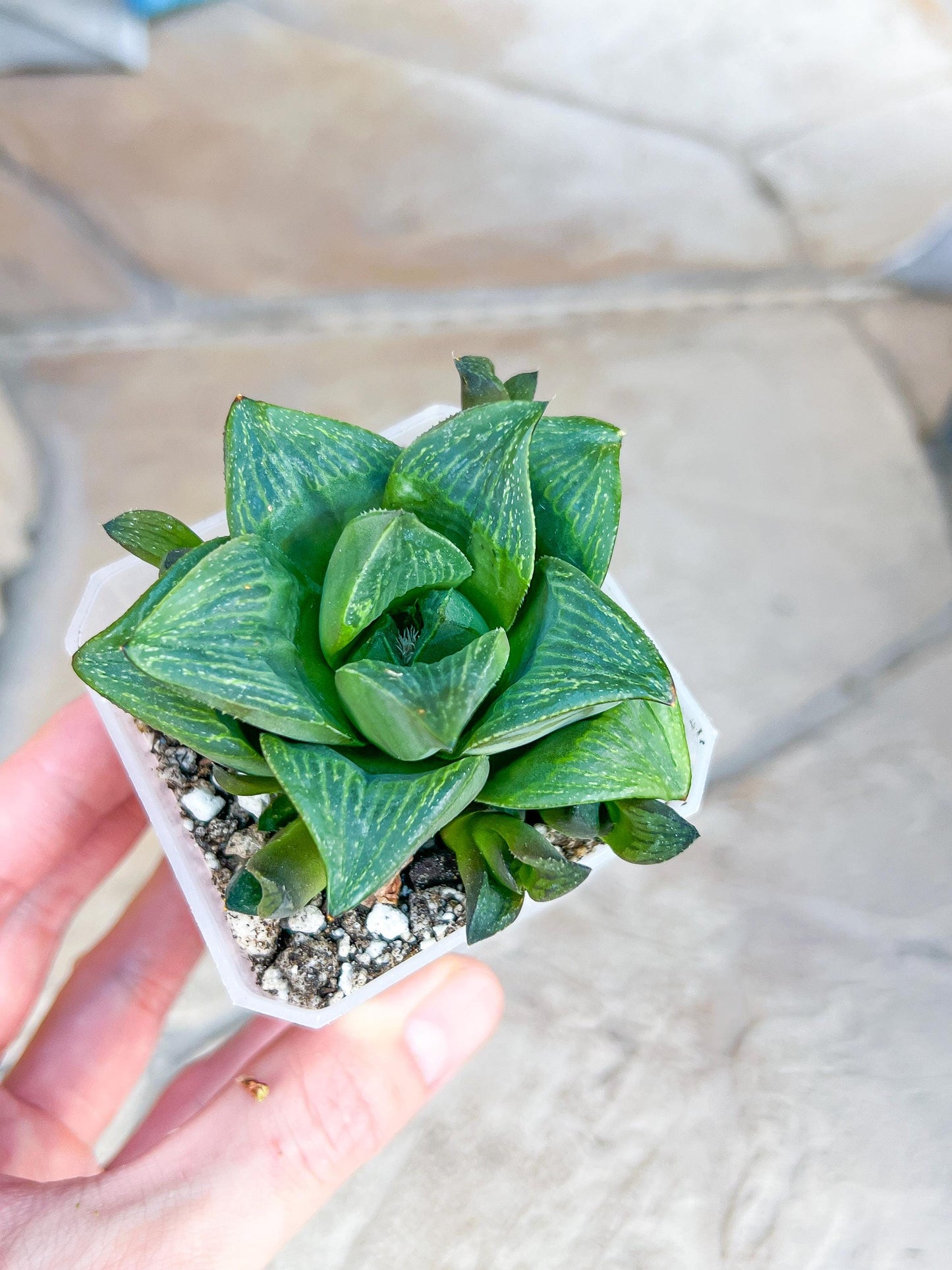 Haworthia Stabilo (#HZ3) | Impored Haworthia | Rare Haworthia | Rare Succulant