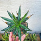 Agave schidigera banded (M54) | Imported Rare Agave | 4" Pot